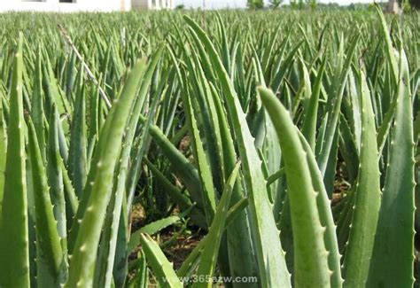 蘆薈養殖|「多年生草本植物」蘆薈養殖方法及注意事項有哪些？有何功效？。